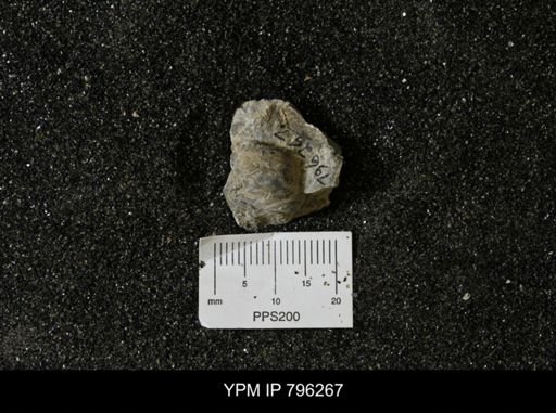 Inoceramus barabini