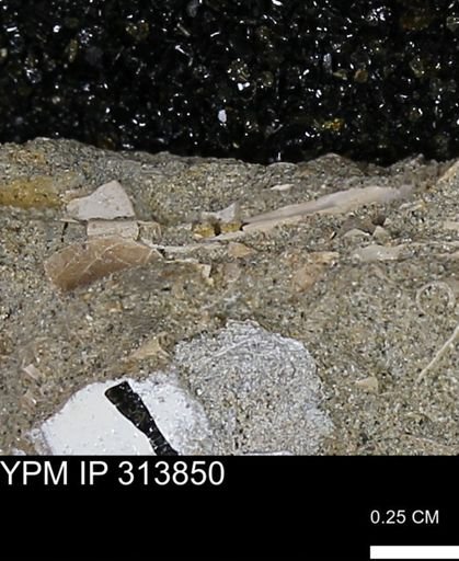 undet. Scaphopoda