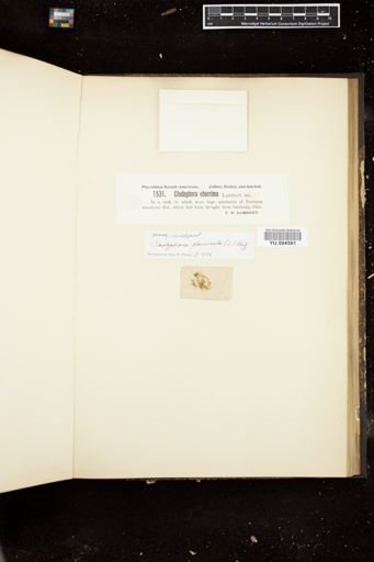 Cladophora uberrima