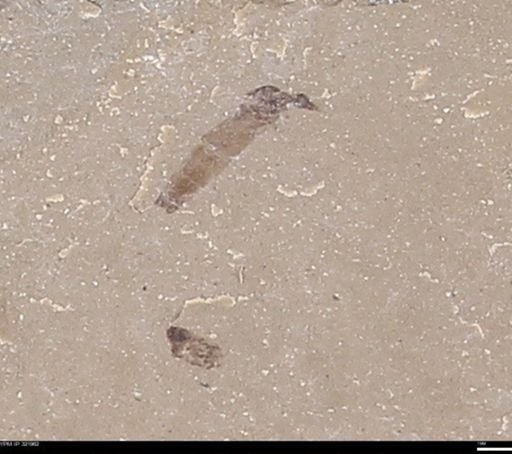 undet. Diptera