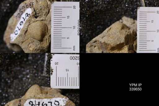 Cardium whitei