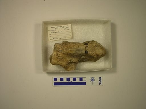 Macrauchenia
