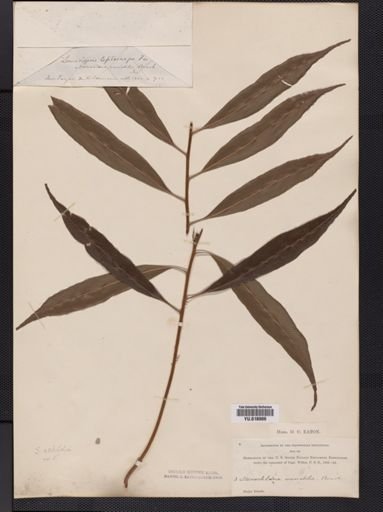 Lomariopsis