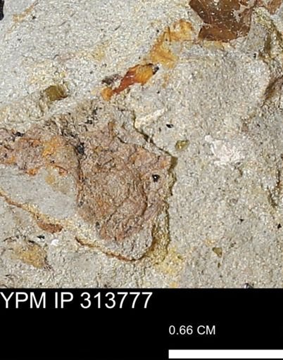 undet. Mollusca