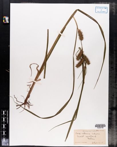 Carex retrorsa
