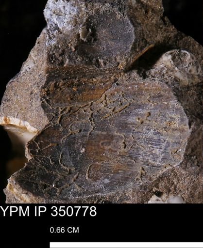 undet. Bivalvia