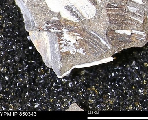 Limopsis striatopunctatus