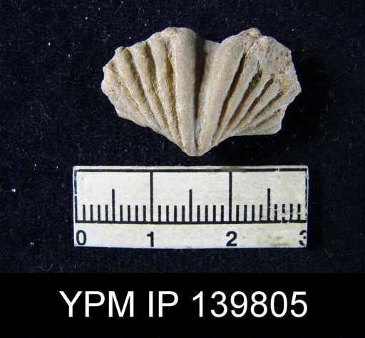 Spiriferina (Punctospirifer) cristata