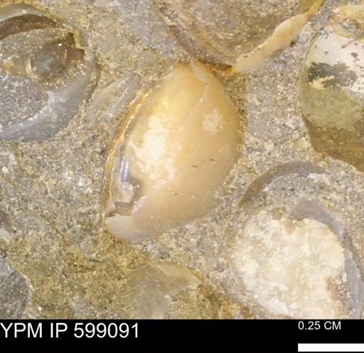 undet. Bryozoa
