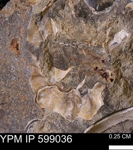 Hoploscaphites sp.