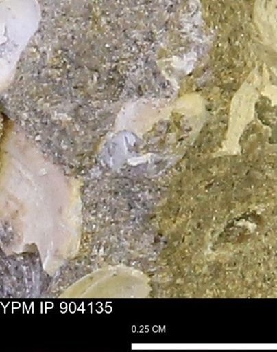 undet. Bivalvia
