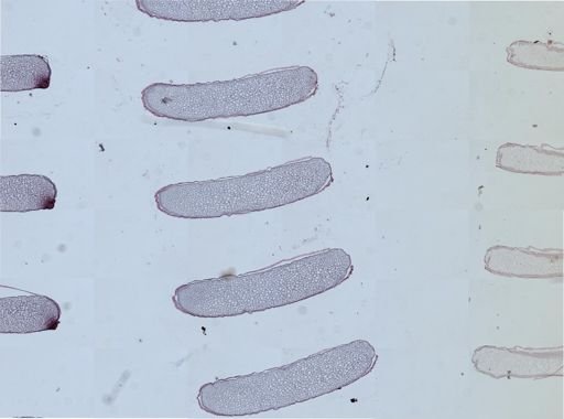 Apis mellifera