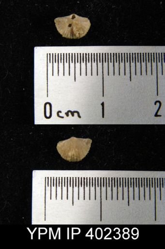 Archaeorthis?
