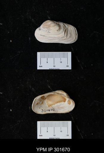 Hiatella arctica