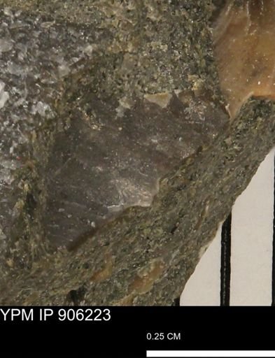 undet. Mollusca