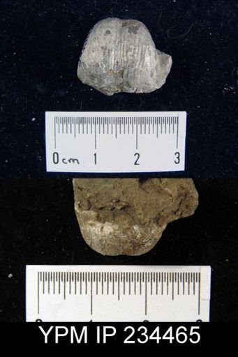 Marginifera splendens