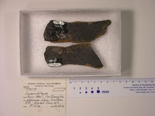 Synorichthys sp.