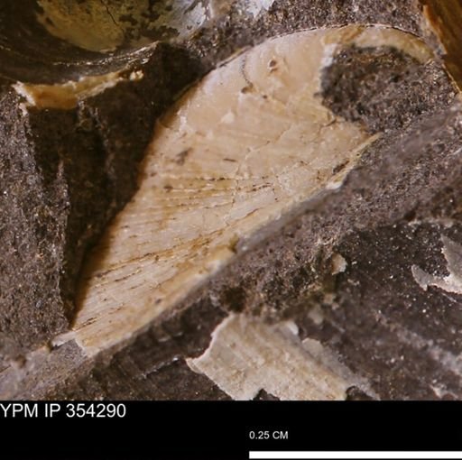 Limopsis striatopunctatus