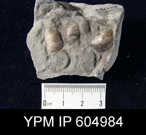 Plectambonites glabra