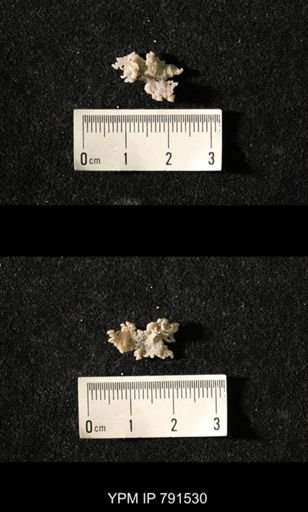 undet. Bryozoa