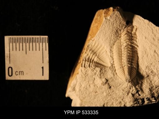 Proetidae?