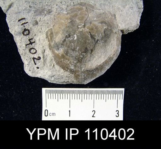 Brachyprion philomena