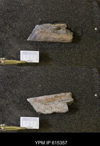 Baculites sp.