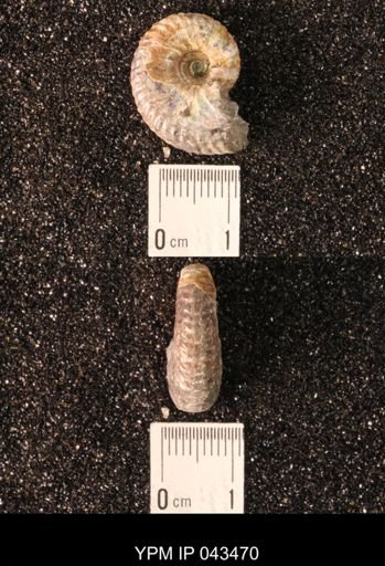 Hoploscaphites nicolletii