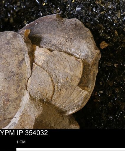 undet. Bivalvia