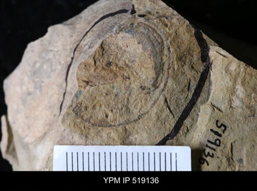Microschedia sp.
