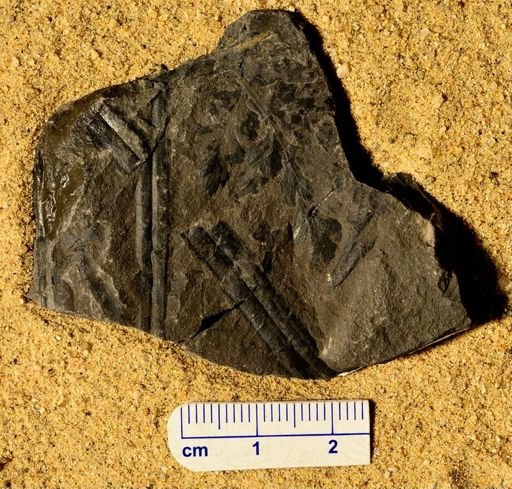 Sphenopteris concinna