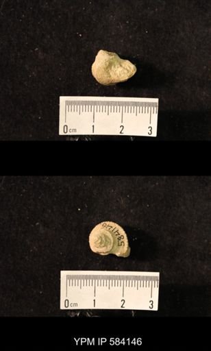 Worthenia tabulata