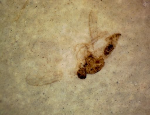 Diptera?