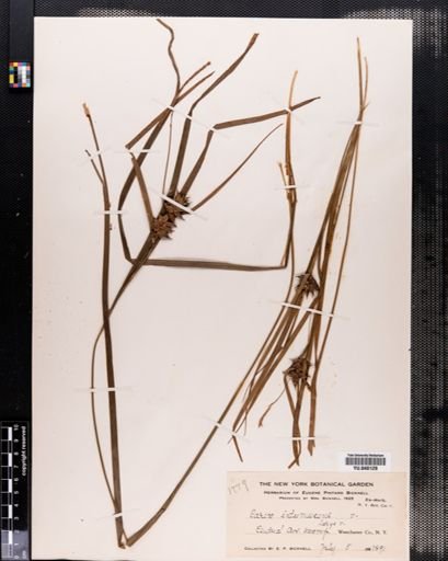 Carex intumescens