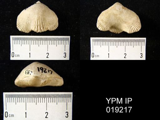 Cyclothyris vespertillio