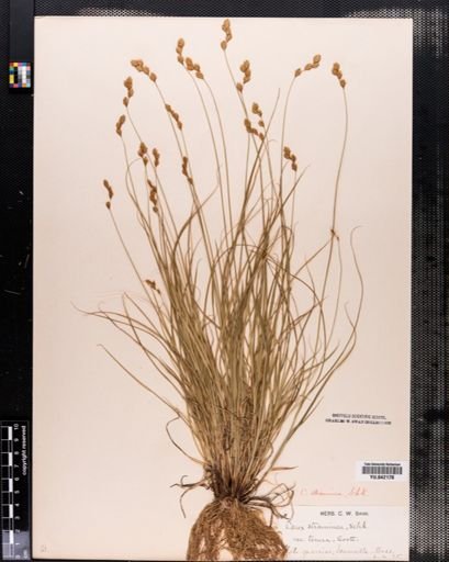 Carex tenera