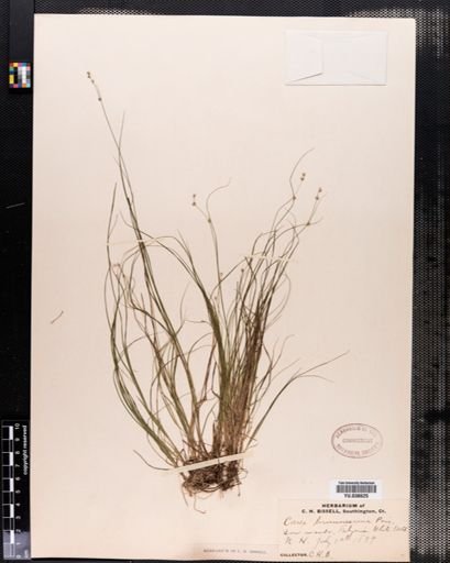 Carex brunnescens