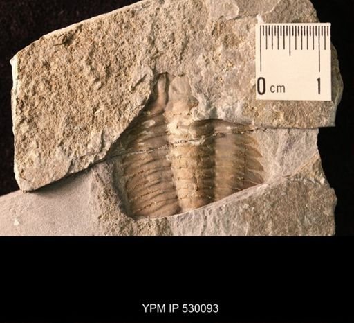 Trilobita