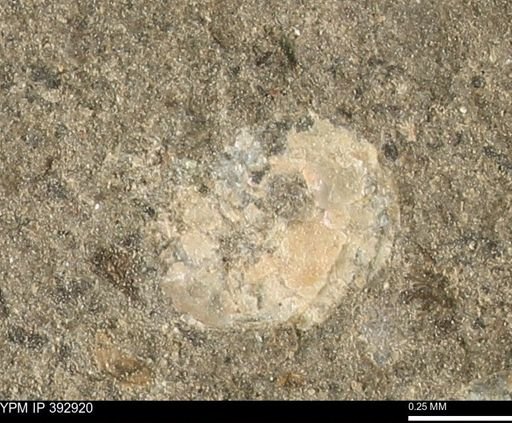 Scaphites sp.