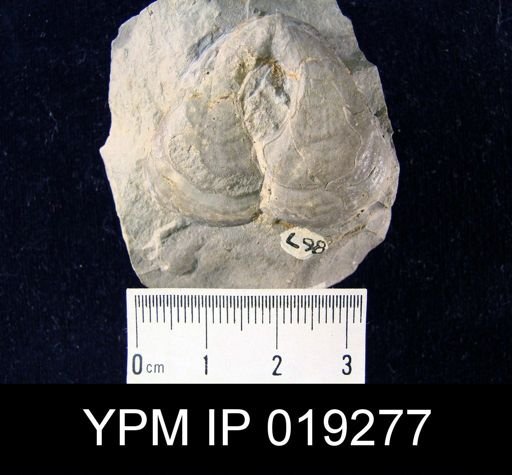 Pygope diphyoides