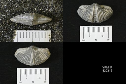 Mucrospirifer mucronatus