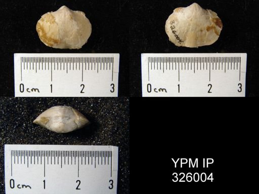 Schizophoria supracarbonica
