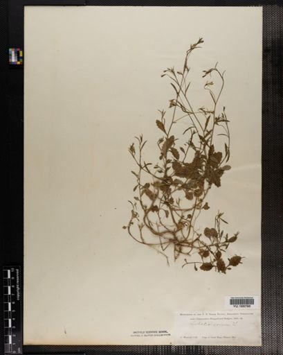 Plantae