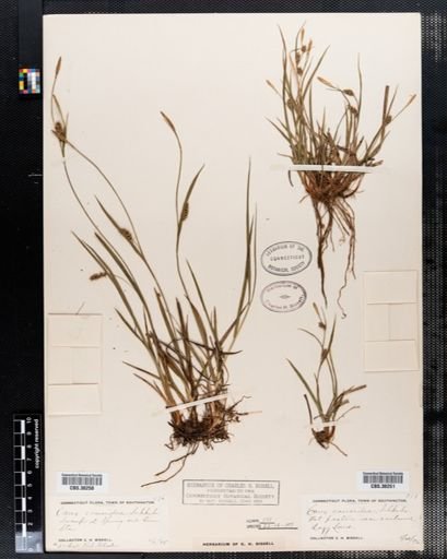 Carex conoidea