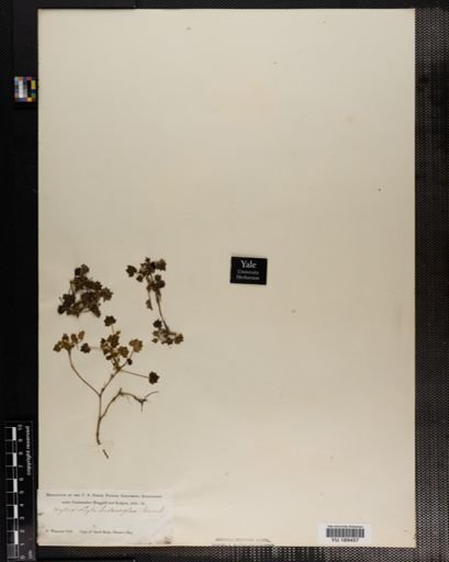 Plantae