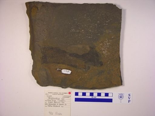 Redfieldia sp.