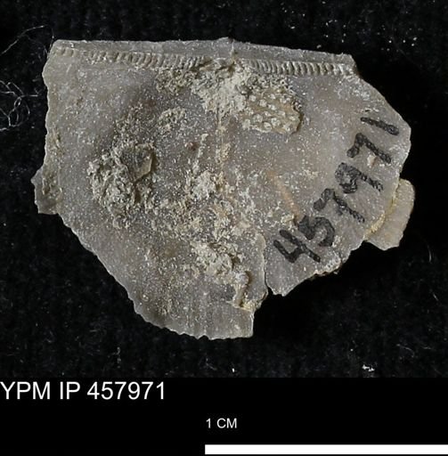 Strophodonta sp.