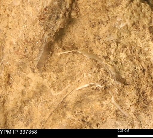 undet. Bivalvia