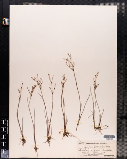 Juncus pelocarpus