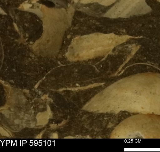 Protocardia sp.